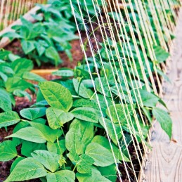 JŪROS ŽOLĖS LYNĖ