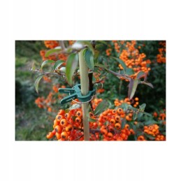 Maži sodo segtukai, 10 vnt.