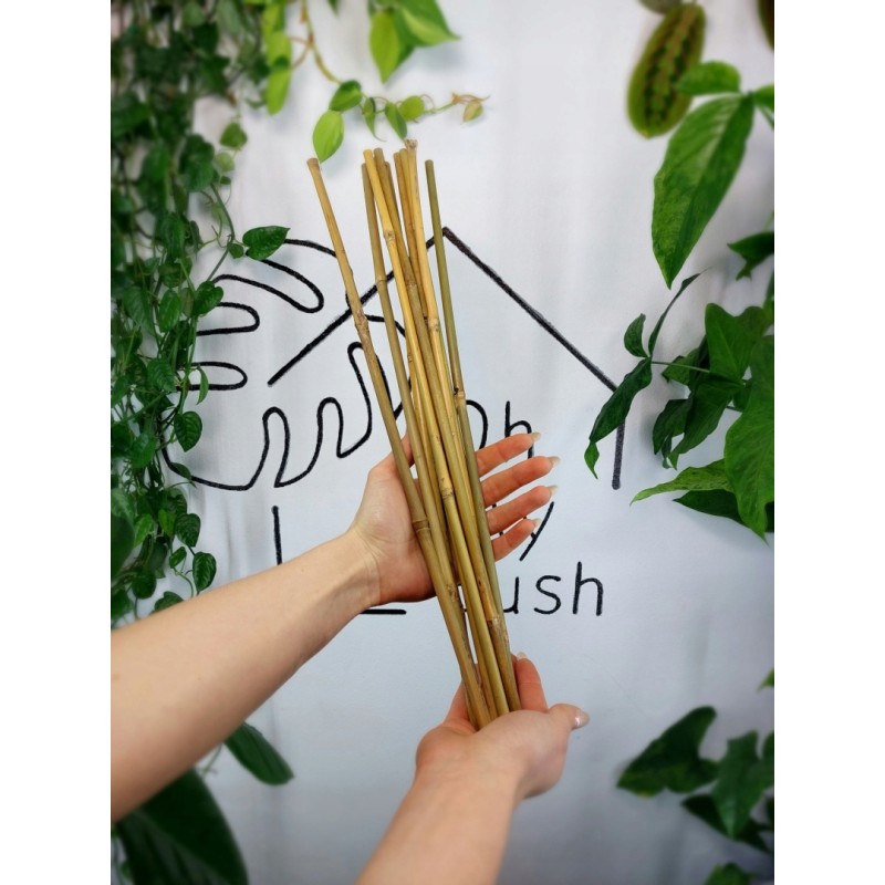 Bambuko pagaliai 40 cm x 10 vnt - AUGALŲ ATRAMAS