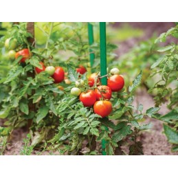 POMIDORIŲ AUGALŲ POLAS, DENGTA ATRAMA 120cm