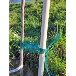 MEDINĖ ATRAKAMA IŠ BUKO MEDIENOS