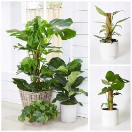 🥥 KOKOSO LAIDĖLĖ AUGALMS 🥥