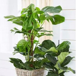 🥥 KOKOSO LAIDĖLĖ AUGALMS 🥥