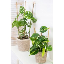 Trigubos bambukinės kopėčios 60cm 3113