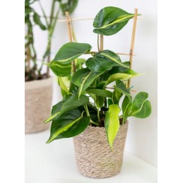 Trigubos bambukinės kopėčios 60cm 3113