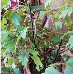 BAMBOO PIN 50cm BLACK-GREEN - pagaliuko atrama orchidėjai