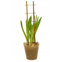 BAMBUKO KOPĖČIŲ ATRAMĖS PERGOLA AUGALAI 37 cm