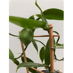 DVIGUBAS ATRAMAS BAMBUKO KOPĖČIAS 37cm AUGALŲ