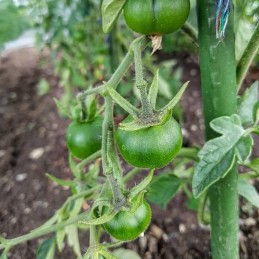 Stulpų surinkimas? Tai nieko sunku!