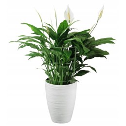 BRADAS Žiedinė atrama augalams 60cm TYRP60 Atrama augalams