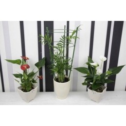 BRADAS Žiedinė atrama augalams 60cm TYRP60 Atrama augalams