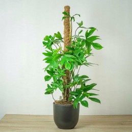 Kokoso lazdelė H 50cm sk. 2,5 cm - 1 vnt