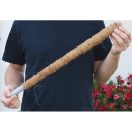 KOKOSO LAZDĖLIS, vynmedžių atraminis stulpas, STORIS, 60 cm