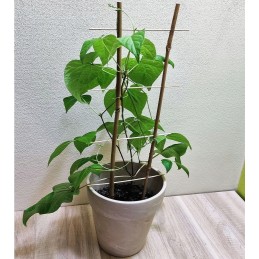 BAMBUKO KOPĖČIŲ augalo atrama 60cm