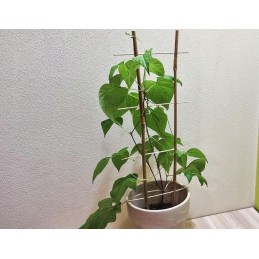 BAMBUKO KOPĖČIŲ augalo atrama 60cm