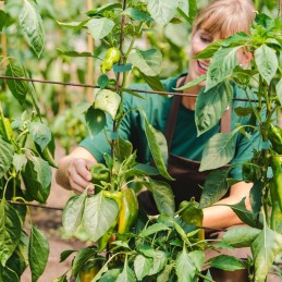 ŽALIA SPALVA – PIRTI IKI 5 METRŲ