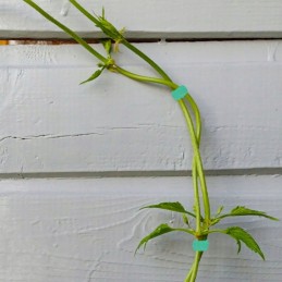 ŽALIA SPALVA – PIRTI IKI 5 METRŲ