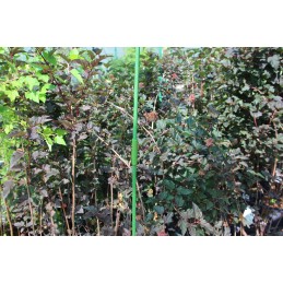 Tiesi jungtis stulpams ø11m, 10 vnt