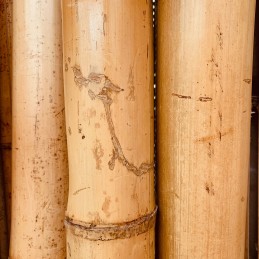 BioBamboo Stick bamboo pole 30cm 16-22mm bamboo