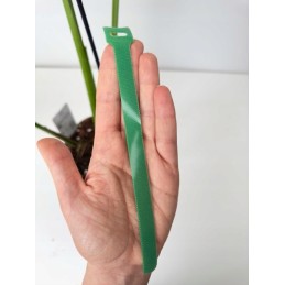 Garden Velcro for securing plants