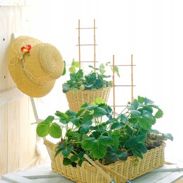 Bamboo Ladder Support for Flowers Plants 45cm