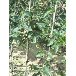 PLANT STICK COATED 16/120
