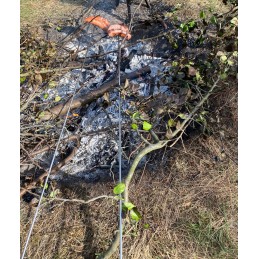 Roostevabast terasest grillikahvlid 140cm, 5tk + riidepuu
