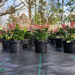 Agrotekstilė juoda ypač stora pp uv 100g/m2 80cm 10mb