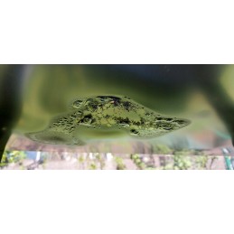 Sodo anglis grilis, lentynos, grotelės ant ratukų, didelis reguliuojamas iešmas, grotelės