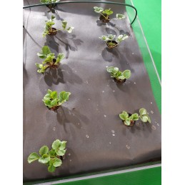 Agrotekstilė nuo piktžolių 1,10 x 10 m p50