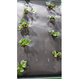 Agrotekstilė nuo piktžolių 1,10 x 10 m p50