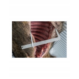 Letena žaidimo atidarymui 50 cm landig