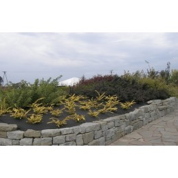 Mulčiavimas neaustinis audinys 1,6x5m agrimpex