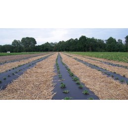 Mulčiavimas neaustinis audinys 1,6x5m agrimpex