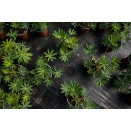 Agrotekstilė nuo piktžolių pp juoda UV 70g 0,8 x 5m