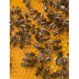 „HOFFMAN“ DIDYSIS LENKIJOS RĖMAS SU 5.1 CEL – PLASTIKAS – MONOLITAS