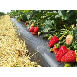 Mulčiavimo folija 0,95x25mb uv2, 2 sezonai