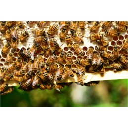 Apikand cake bee food with bee pollen fondant 20 x 1kg