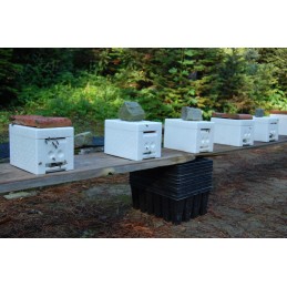 Vestuvinis avilys – mamų apvaisinimas