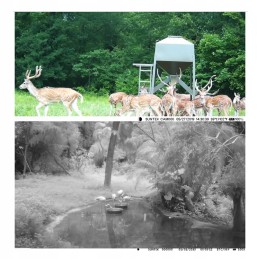 skaitmeninis fotoaparatas – fotoaparatų gaudyklė bitynui