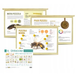 Lavinantis polistirolo avilys dažytas Dadant + 10 rėmelių rinkinys su mokymo lentomis iš abiejų pusių