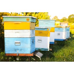 Skaičiai aviliams žymėti