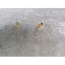 Agrotekstilė rudeninis žieminis baltas užvalkalas 50g 3,2m x 5m