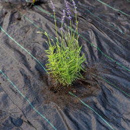 ☘️Agrotekstilės stiprus kilimėlis nuo piktžolių 1,1x10m 70g☘️