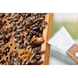 Nerūdijančio plieno bitininkystės kaltas 20 cm rėme