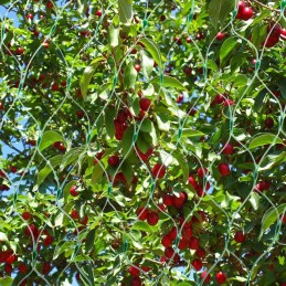 Didelis apsauginis tinklelis nuo paukščių, 4x10