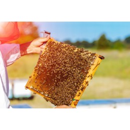 Bitininkystės kaltas