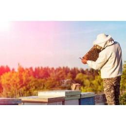 Bitininkystės kaltas