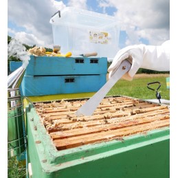 Bitininkystės kaltas