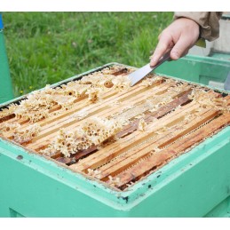 Bitininkystės kaltas